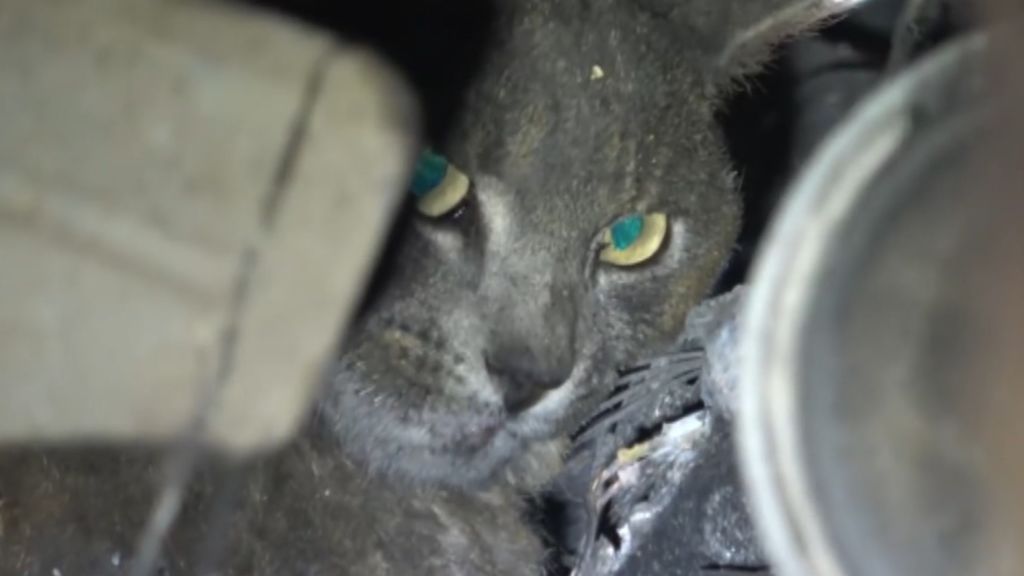 El emotivo rescate de un gato refugiado en un coche calcinado por los incendios en California