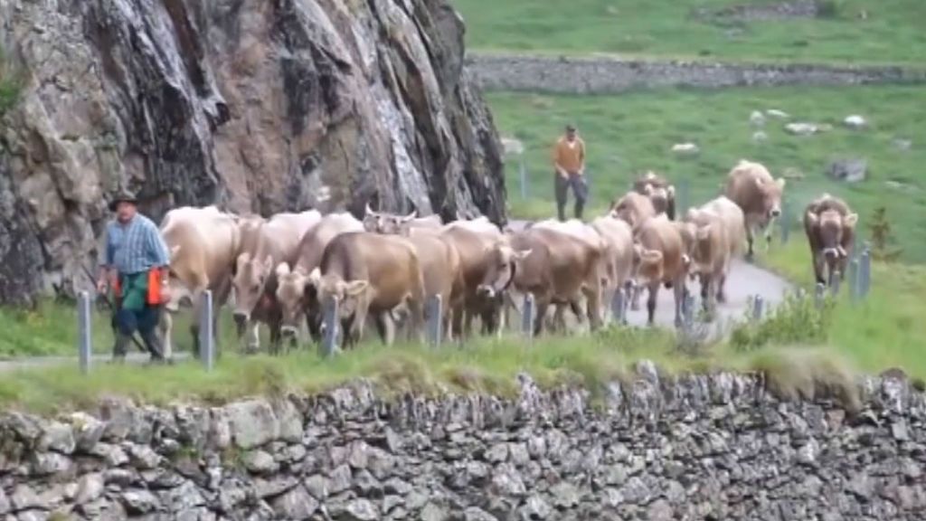 Consulta en Suiza: ¿vacas con cuernos o sin ellos?