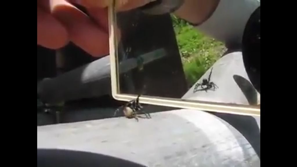 La graciosa reacción de una araña cuando se 'mira' en un espejo