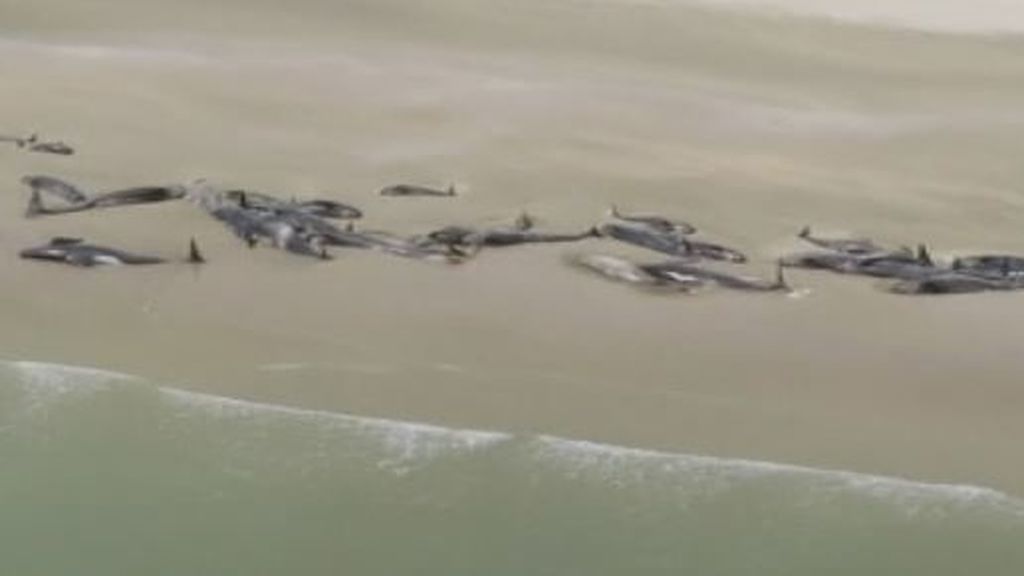 Aparecen más de 100 ballenas varadas en Nueva Zelanda