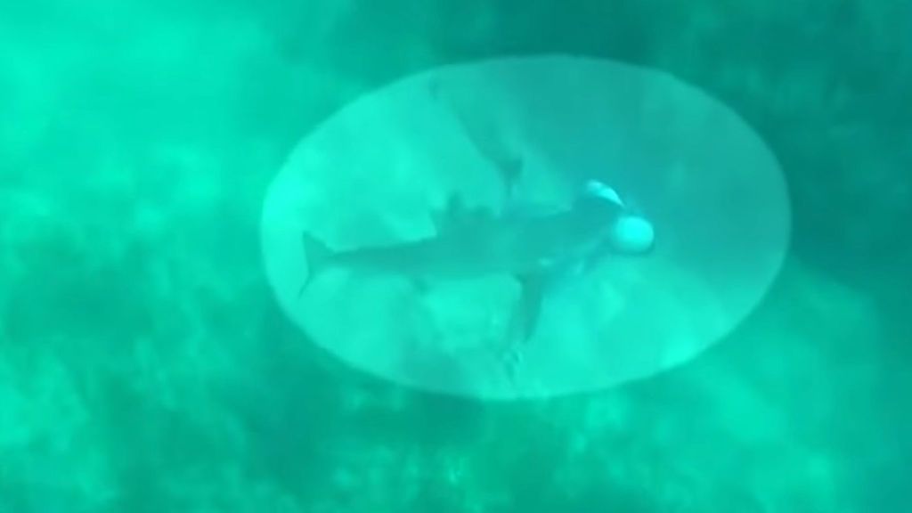 Un tiburón muerde el cuello y la cabeza de un aficionado al buceo en Bahamas
