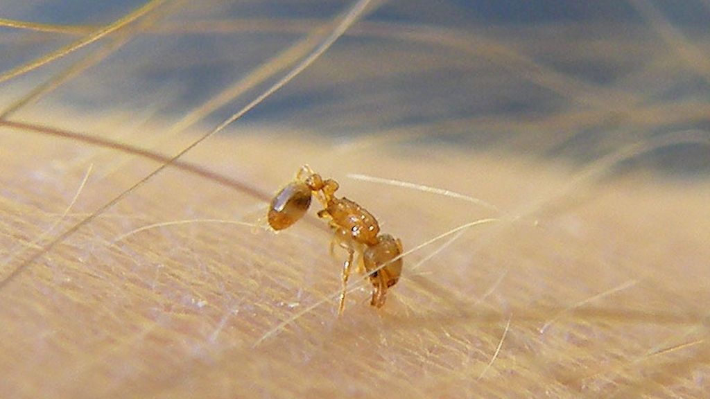 Aparece por primera vez la peligrosa hormiga que puede dejar ciego a tu perro