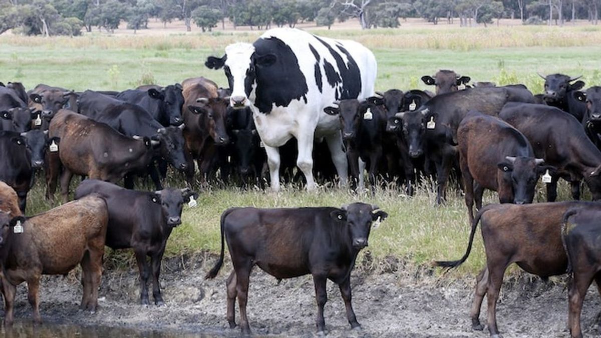 Cuando el tamaño sí que importa: la vaca que se libró del matadero por ser gigantesca