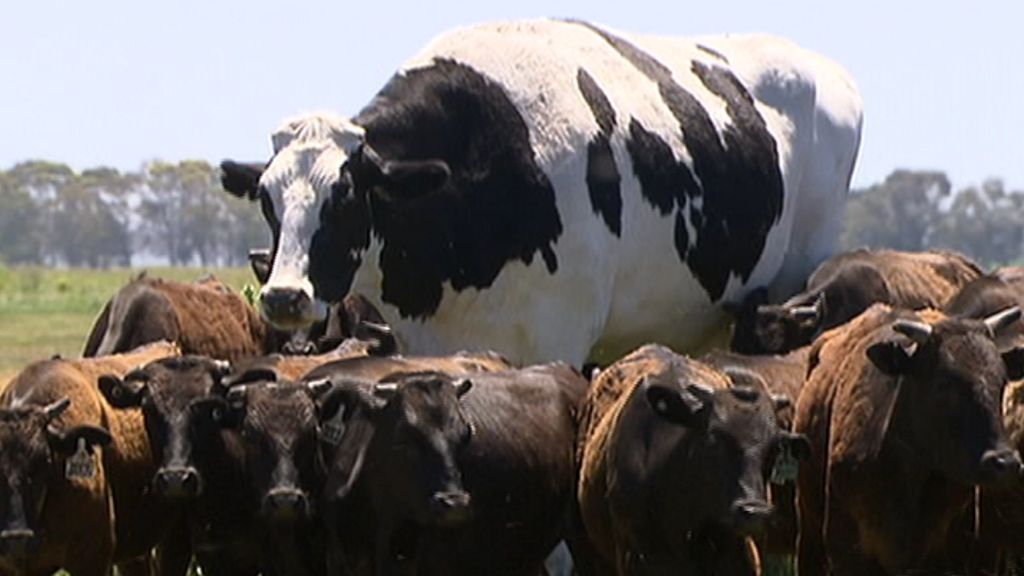 giant-cow-australia