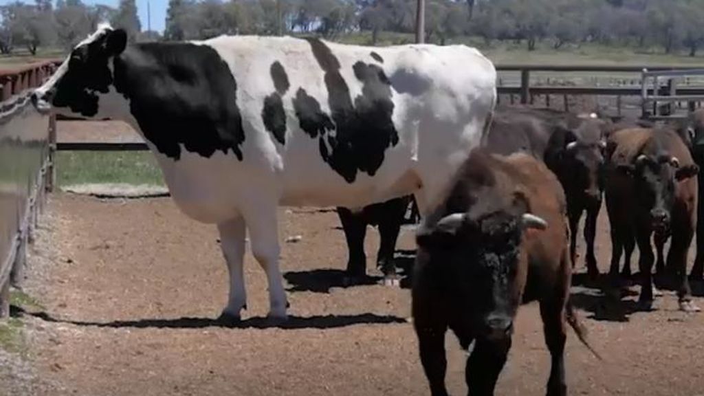 cow