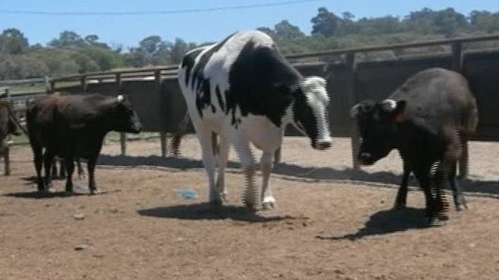 Una vaca de dos metros