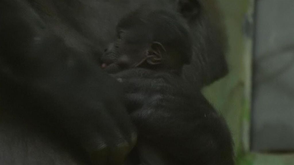 La protección de una madre gorila con su recién nacido tiene en vilo a un zoo de Bélgica