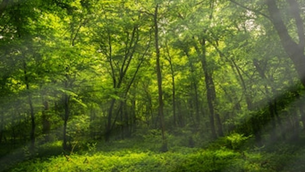 Cómo lograr que un bosque ofrezca múltiples beneficios