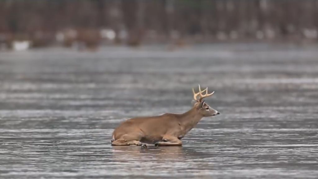 El angustioso rescate de un ciervo atrapado en un lago helado