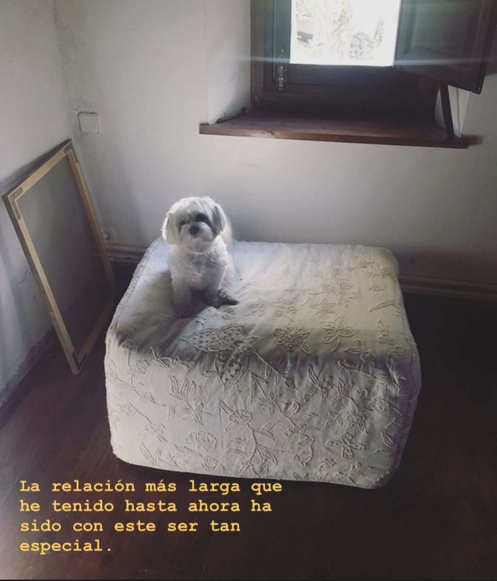 perros Dafne Fernández