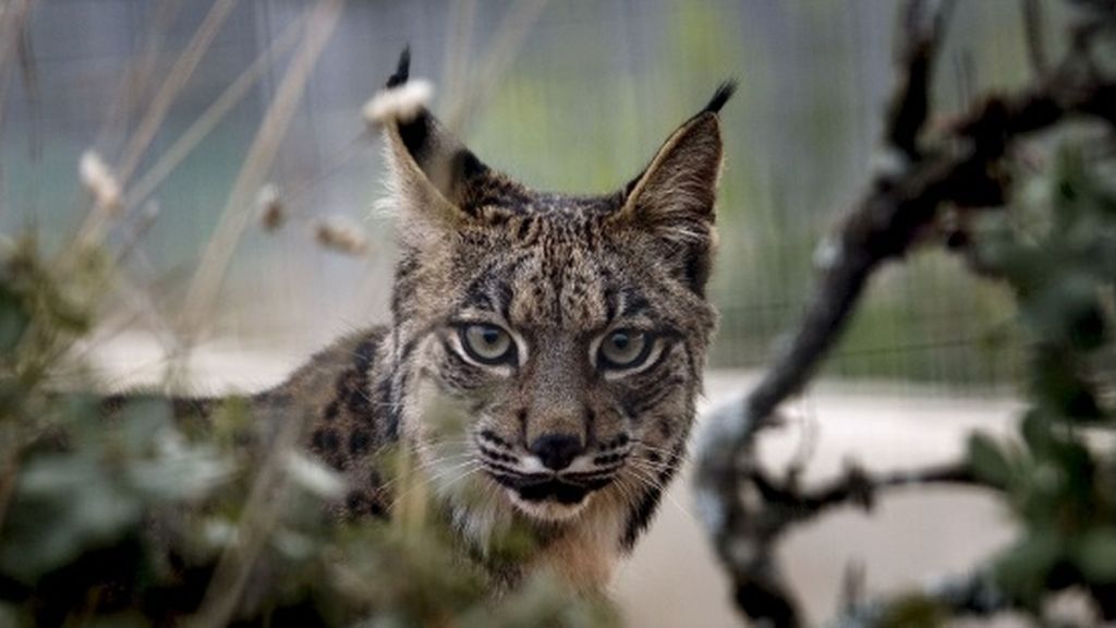 Peligro de extinción: Del visión europeo al lince ibérico 