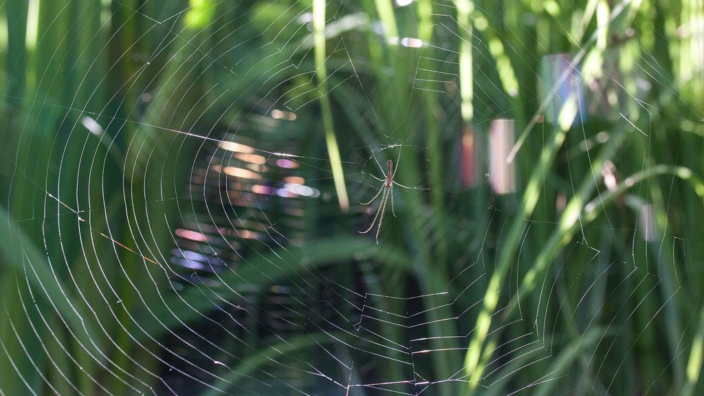 La leche de araña tiene cuatro veces más proteínas que la de vaca