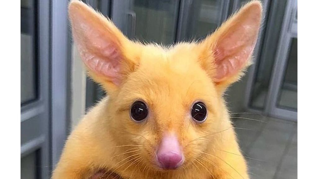 zarigueya-pikachu-1543855824017