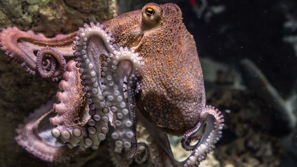 pulpo pulpo