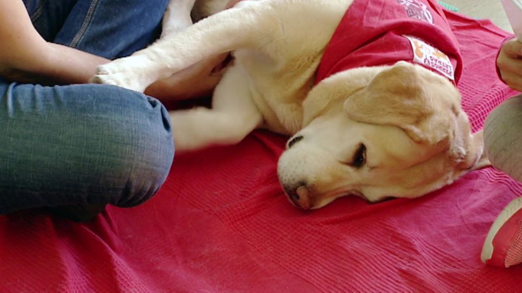 Bea, la perra entrenada para enseñar a leer a los niños