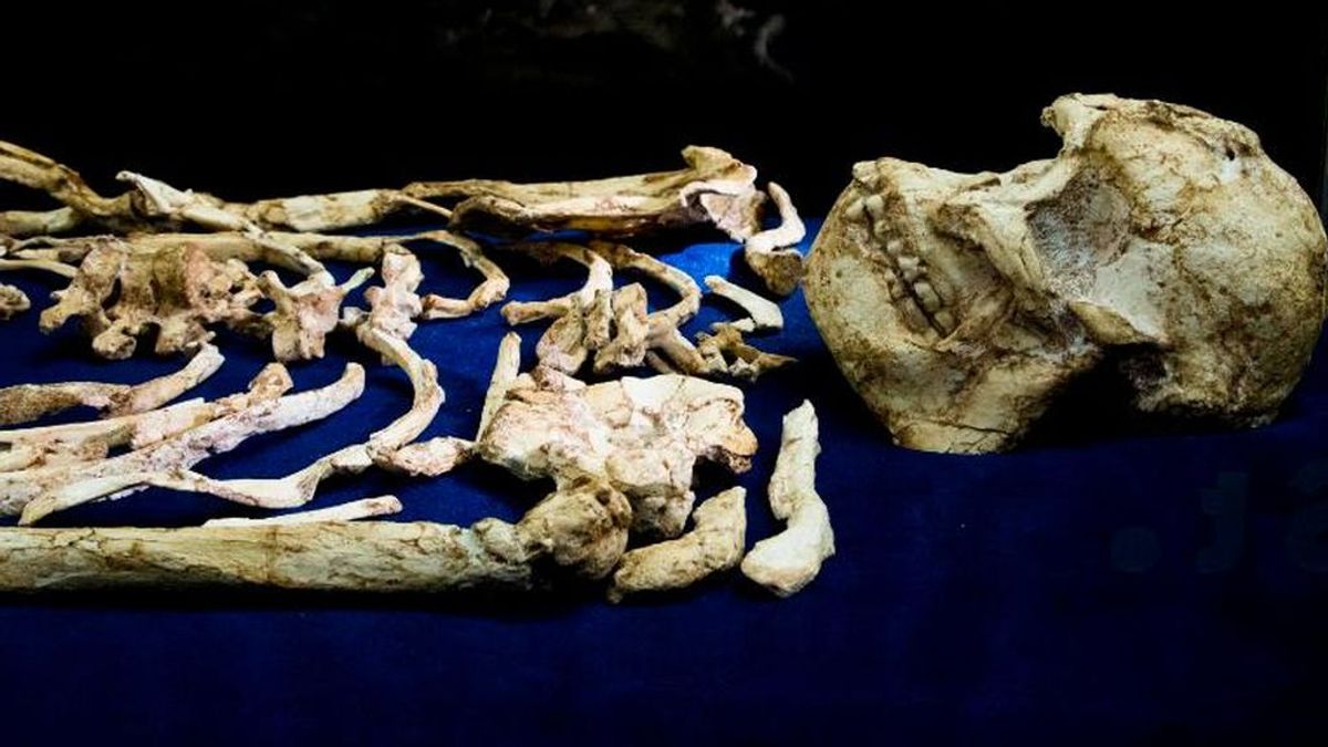 ‘Little Foot’, el esqueleto de homínido que es más antiguo que ‘Lucy’