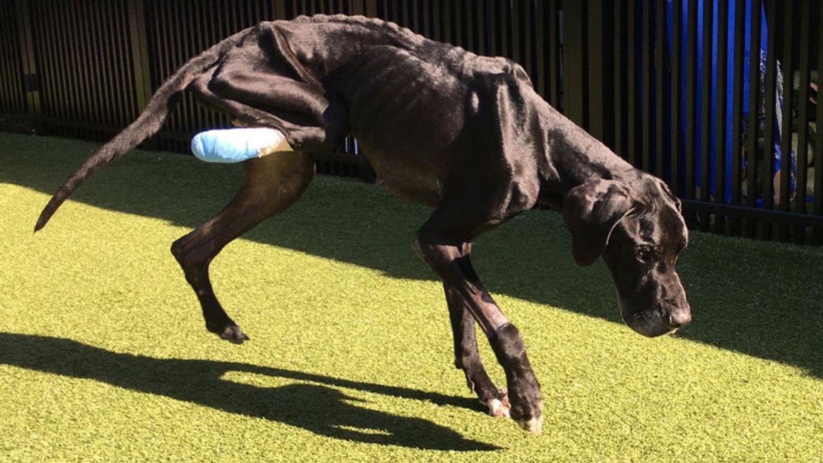 Un perro se muerde la pata para escapar de sus dueños que le tenían atado sin comer Un perro se muerde la pata para escapar de sus dueños que le tenían atado sin comer