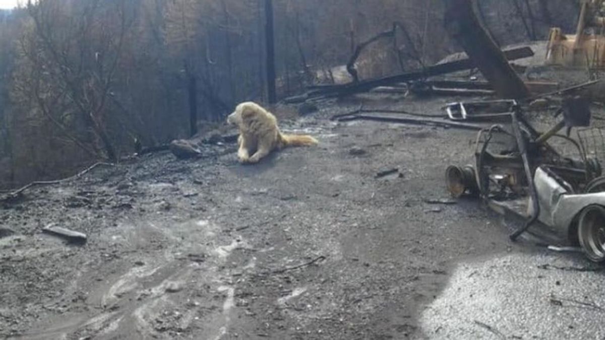 Un perro espera a sus dueños durante un mes en la casa devastada por los incendios de California