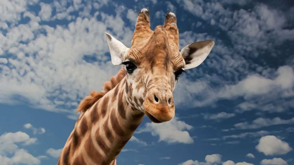 Dos subespecies de jirafa están en "peligro crítico"