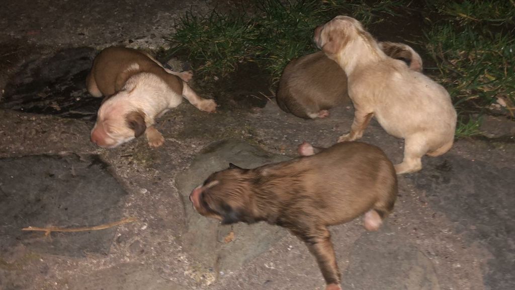 Se encuentra a unos cachorros de perro en un contenedor de basura y salvarles la vida fue una odisea