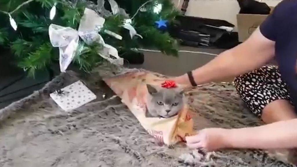 Un gato deja que su dueña lo empaquete como regalo de Navidad