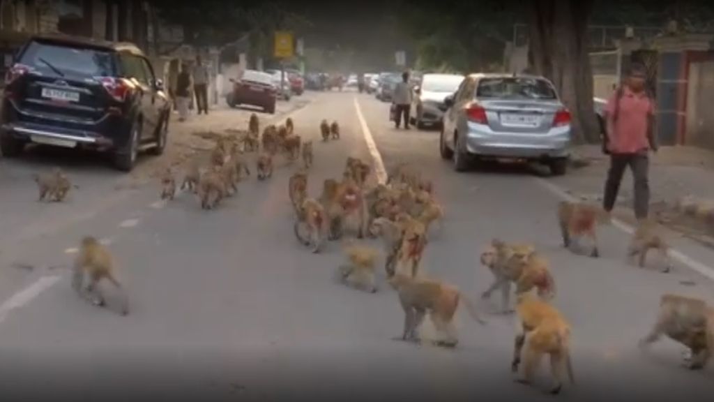 El peligro de la superpoblación de los monos en Nueva Delhi