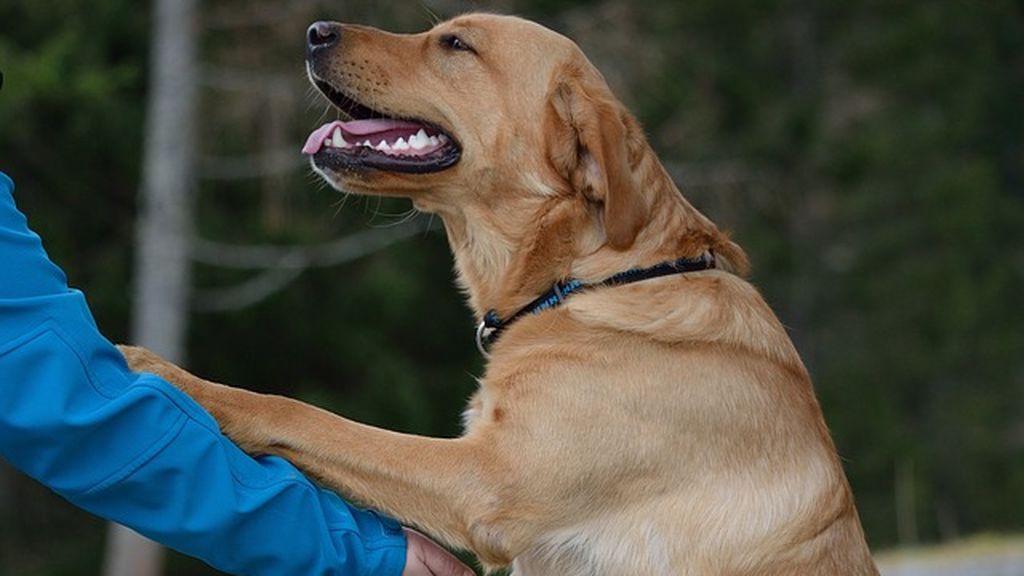 El Congreso ya negocia reformar el Código Civil contra la 'cosificación' de los animales