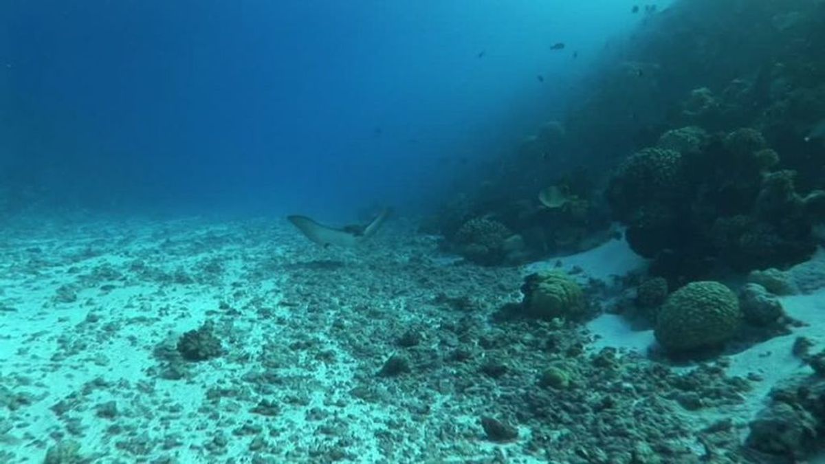 Hallan una inmensa vida profunda bajo el fondo marino