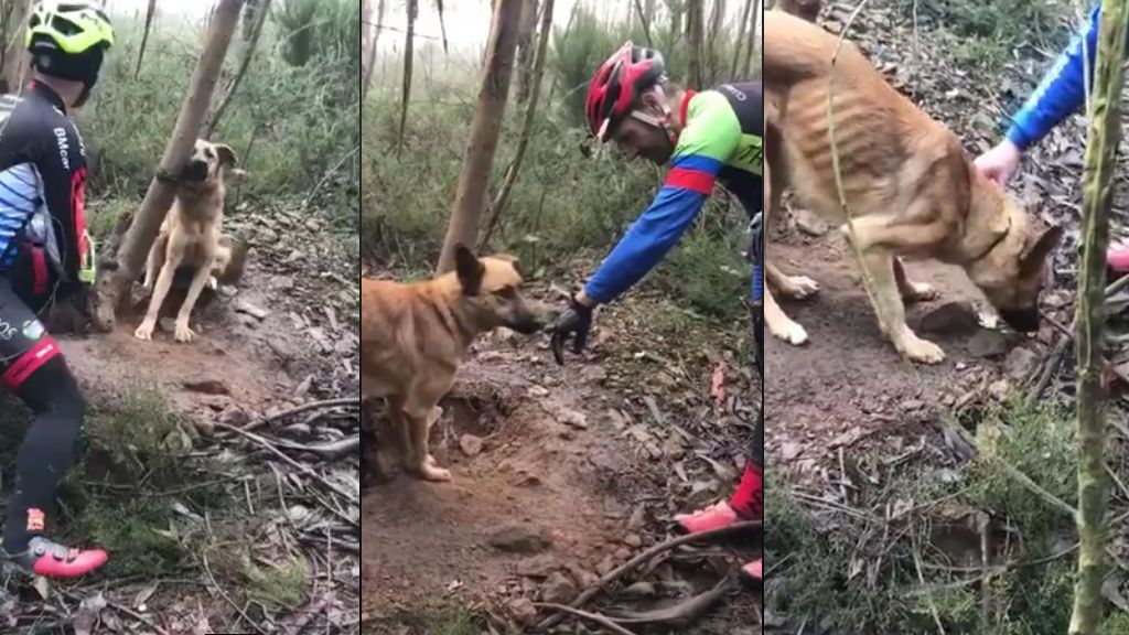 Un grupo de ciclistas salva a un perro abandonad y atado a un árbol en una carretera próxima a Oporto