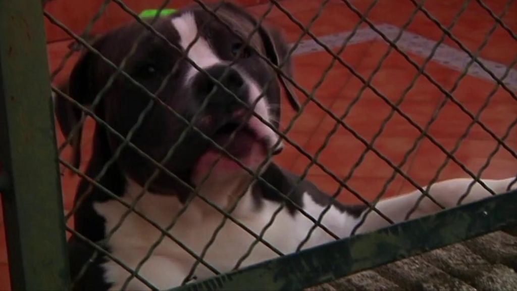 Un okupa y sus peligrosos perros siembran el terror en Umbrete, Sevilla