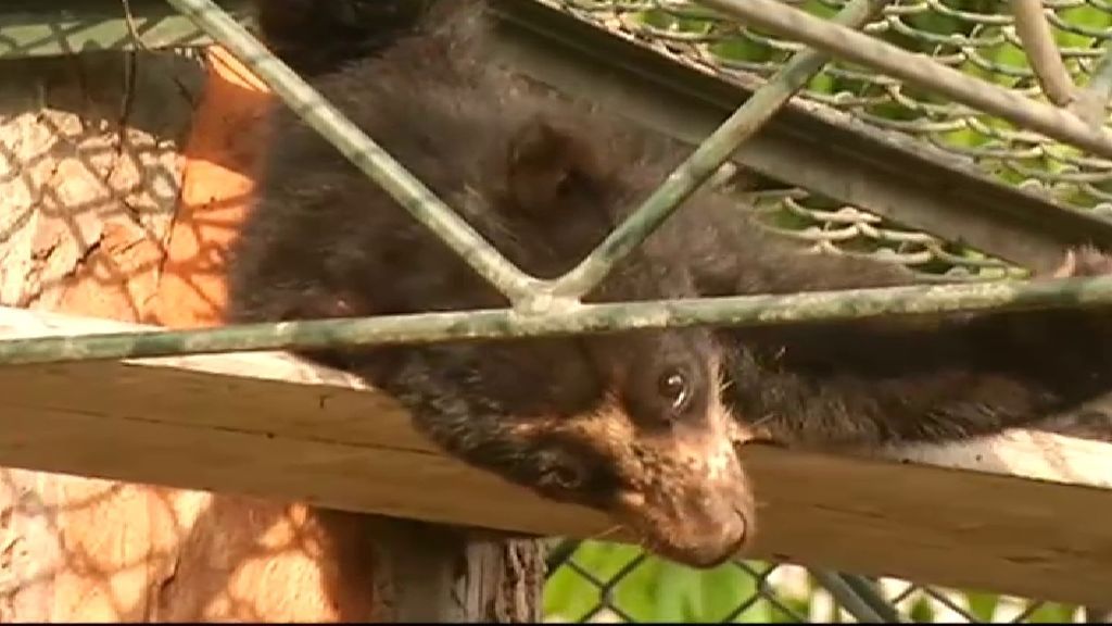 Rescatan a punto de morir a un oso  en peligro de extinción en Perú
