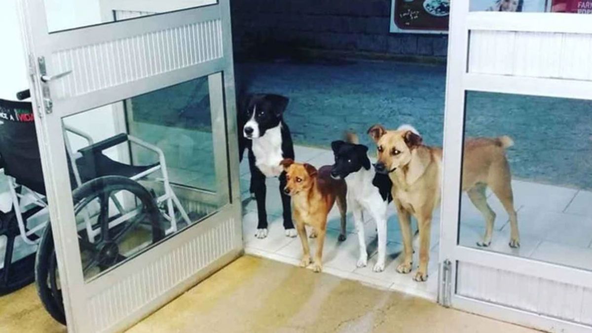 Entrañable escena de amor: Cuatro perros esperan a su dueño a las puertas de un hospital donde iba a ser operado