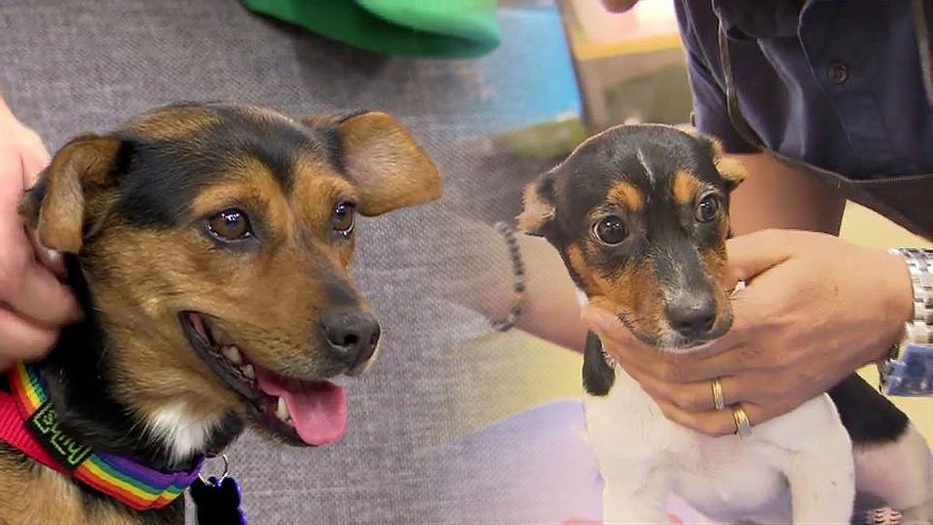 Jalea y su cachorro fueron abandonados tras dar a luz y ahora buscan un nuevo hogar