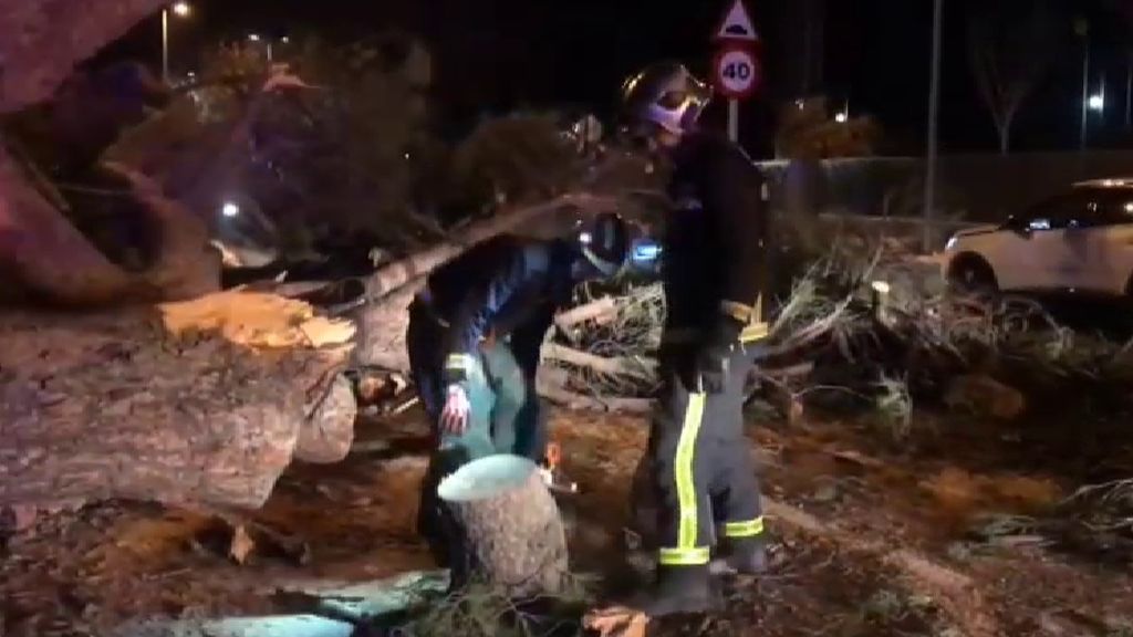 Cae un voluminoso árbol sobre dos personas en Madrid, una de ellas herida grave