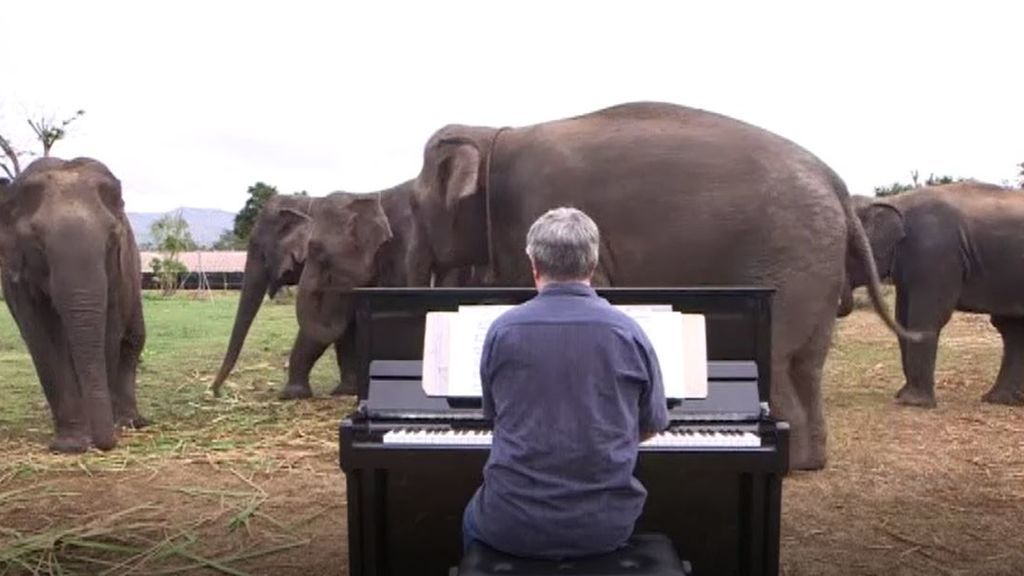Un pianista recurre a Beethoven para rehabilitar a elefantes ciegos