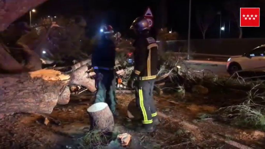 Dos heridos, uno grave al caer un árbol sobre un turismo en Madrid