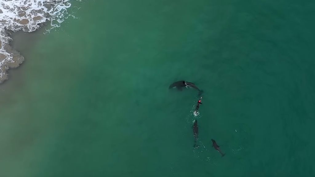 Una mujer de 60 años nada rodeada de orcas, las ballenas asesinas, en Nueva Zelanda