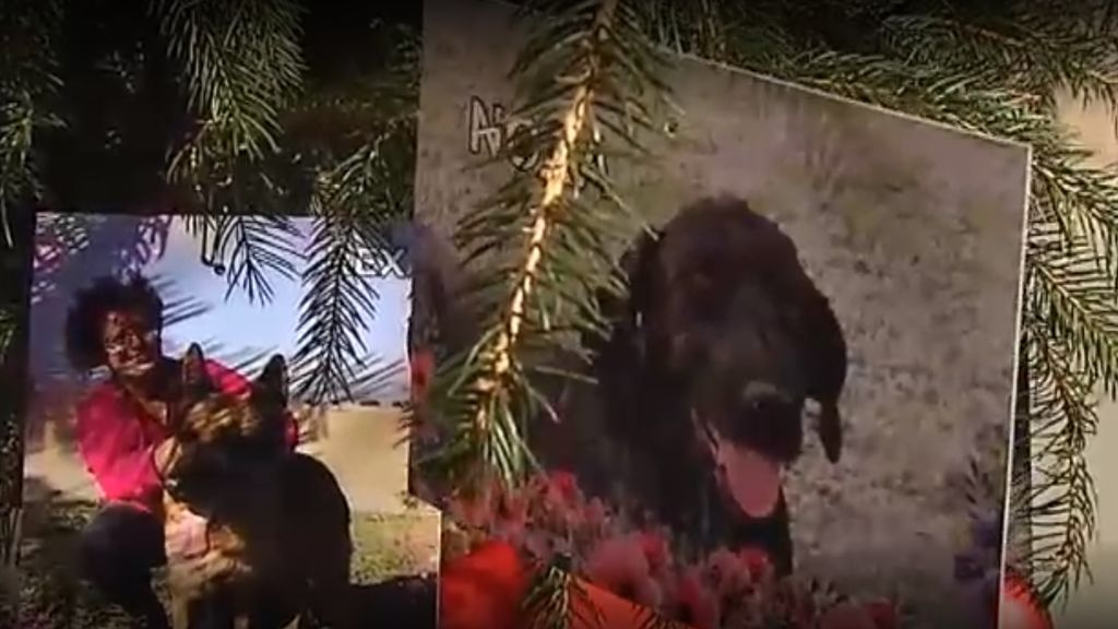 El árbol de Navidad más solidario: cuelgan fotos de perros en adopción