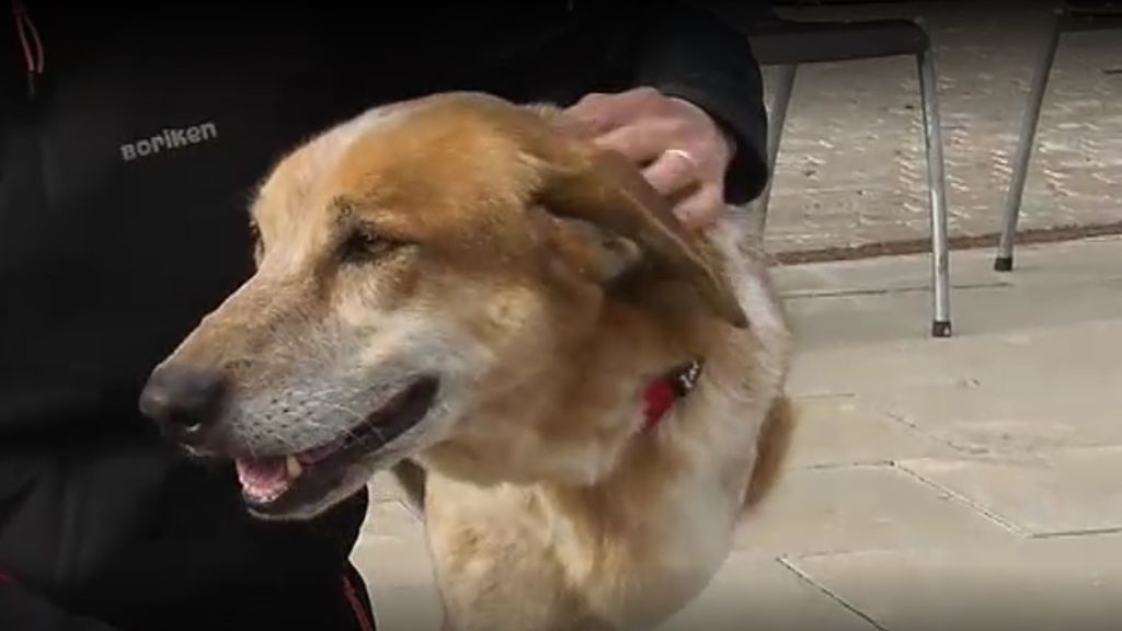Organizan un desfile de perros con el objetivo de concienciar sobre la adopción de animales