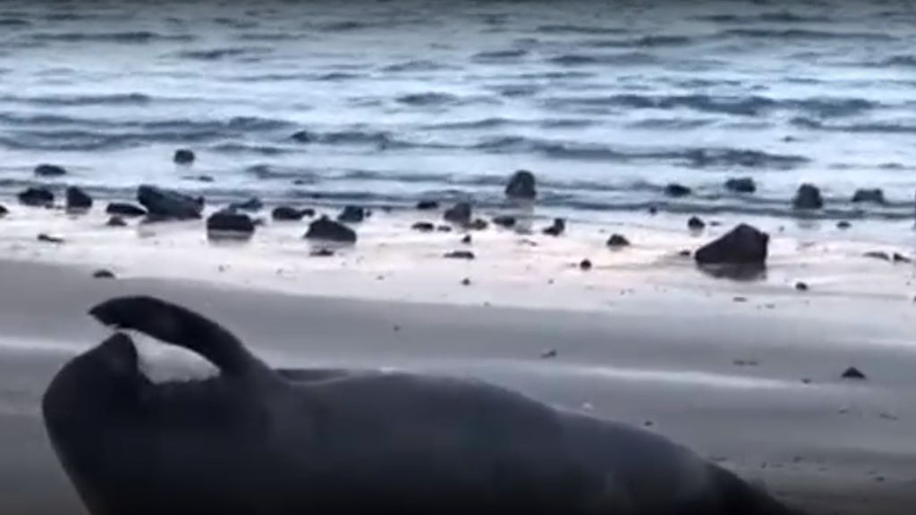 Sorpresa en las costas de Nueva Zelanda: encuentran a un elefante marino en la playa de Auckland