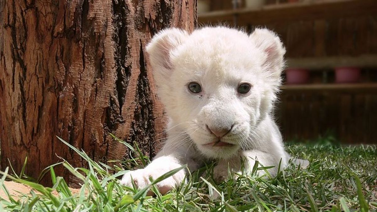 Nieve, la tierna cachorra de león blanco nacida en el zoo de México