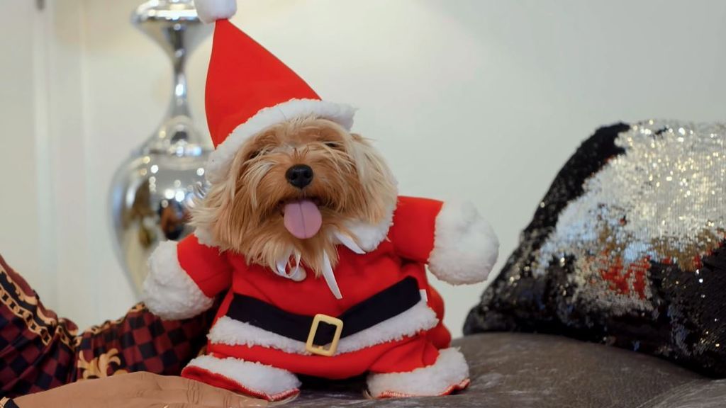 ¡Pobre Toby! Raquel Salazar disfraza a su perro de 'Papá Noel canino'