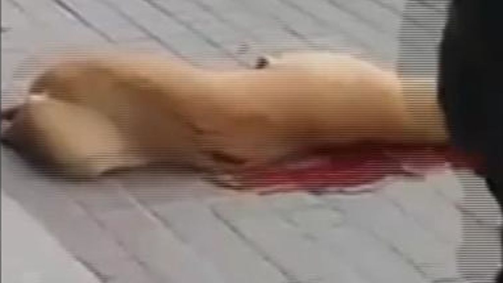 Polémica en Barcelona por una actuación policial que acabó con un perro fallecido