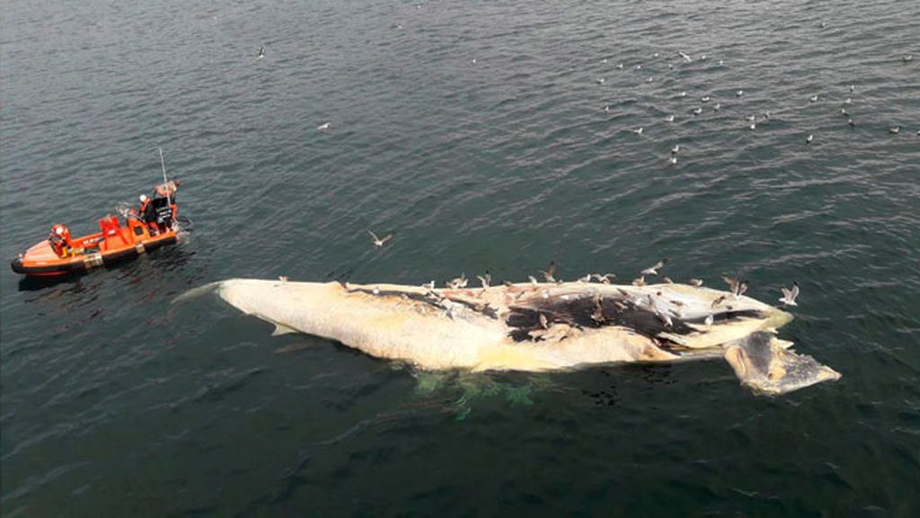 Aparece una ballena muerta de 20 metros en las costas de Pontevedra