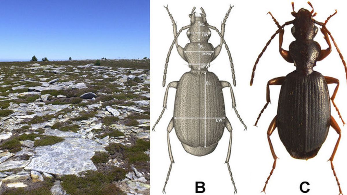 Descubierta una nueva especie de insecto en la alta montaña del sistema ibérico