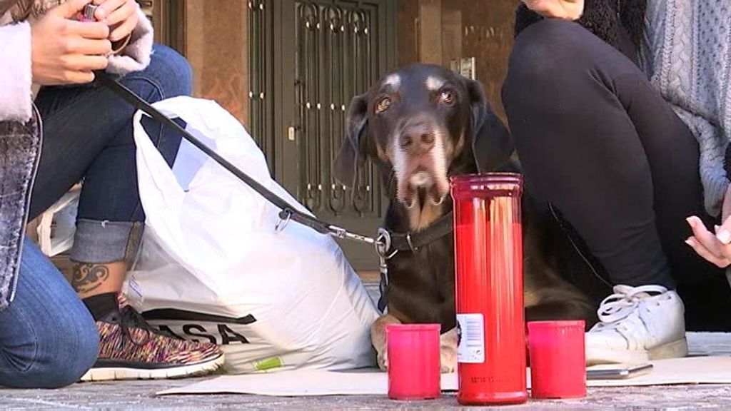 PACMA exige que se investigue la actuación del policía que mató a una perra de un disparo en la cabeza