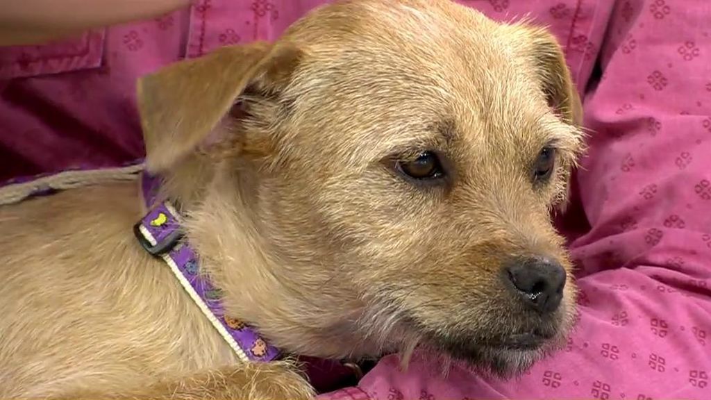 Conviértete en el mejor regalo de Navidad de Tifa, una perrita que busca un nuevo hogar