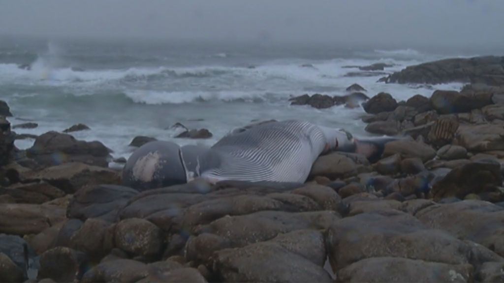 Una ballena de 20 metros y 30 toneladas aparece muerta en Oia, Pontevedra