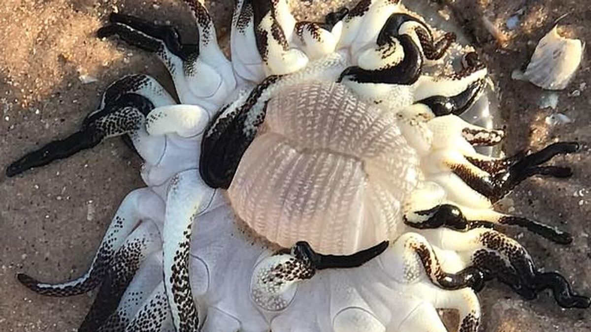 Encuentran una criatura con tentáculos en la costa australiana