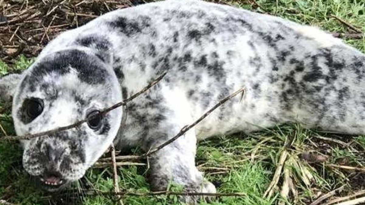 Encuentran a una foca en su jardín, a más de 6 kilómetros del mar